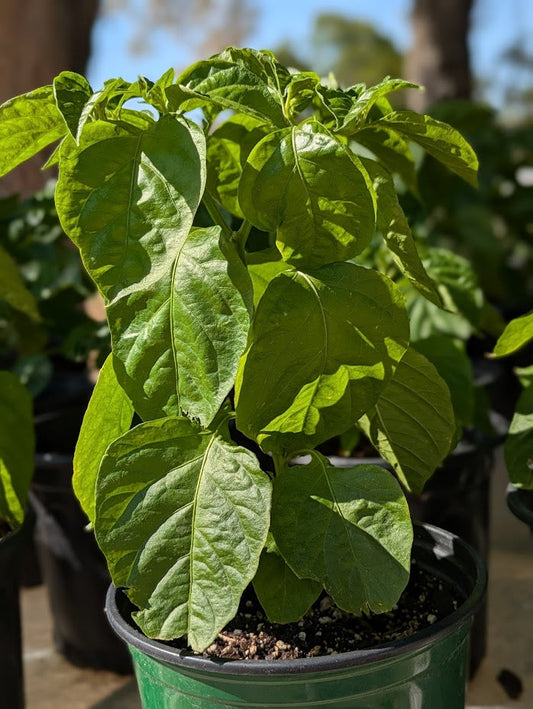 RED SAVINA: THE FLAME THAT STARTED A FIRE