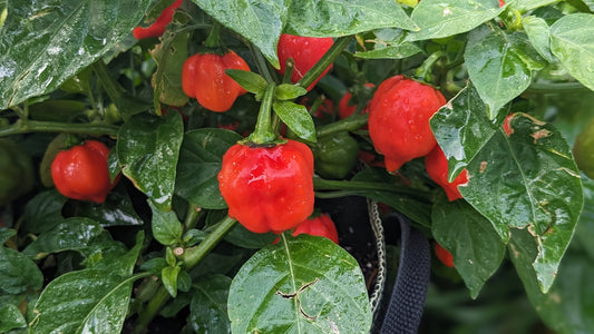 Organic Heirloom Red Savina Pepper Plant Capsicum chinense habanero rare limited